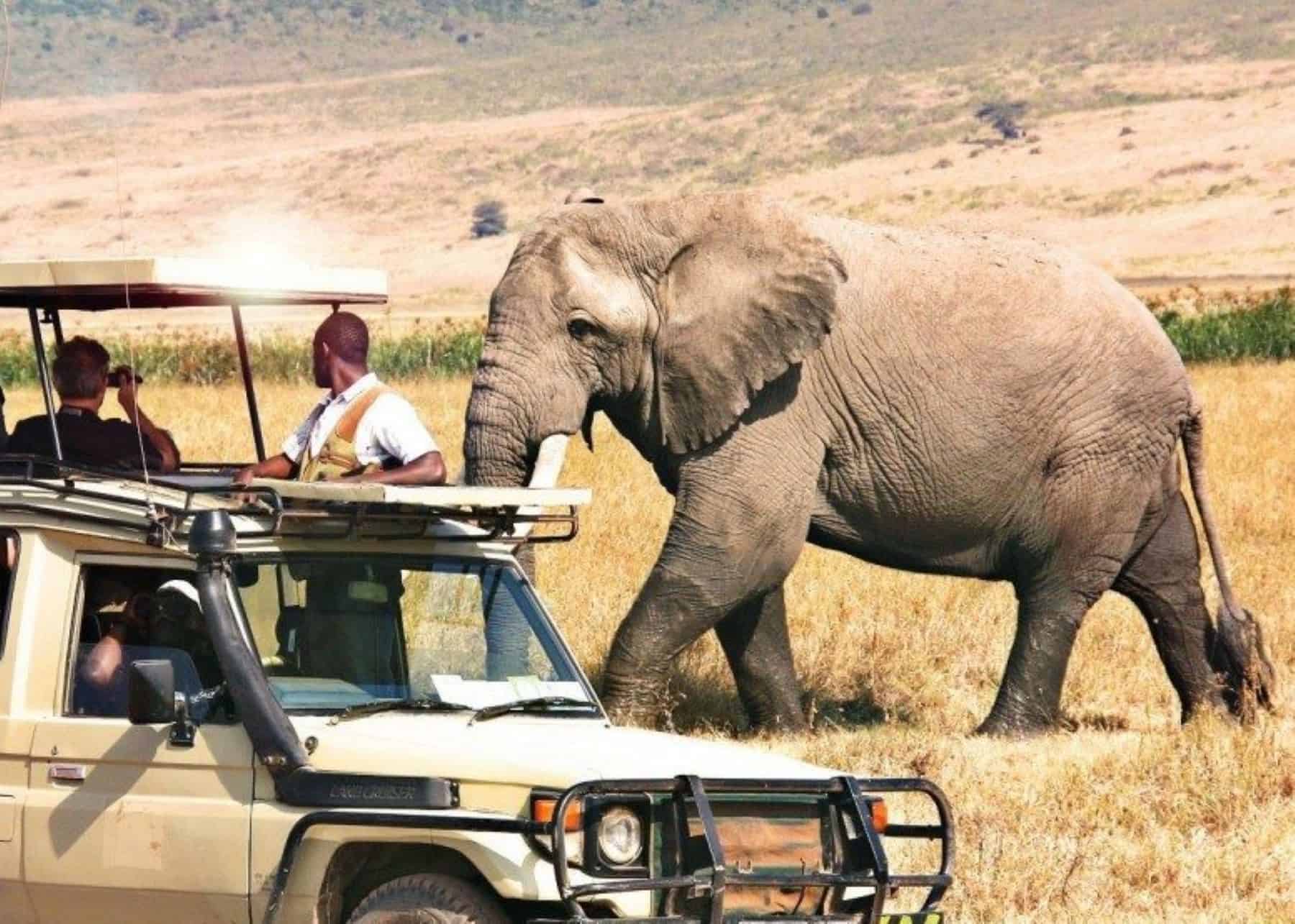 A solitary elephant next to a safari vehicle in Ngorongoro Crater in Tanzania