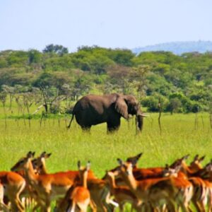 A single elephant in the background with gazelle in the foreground on a Tanzania safari
