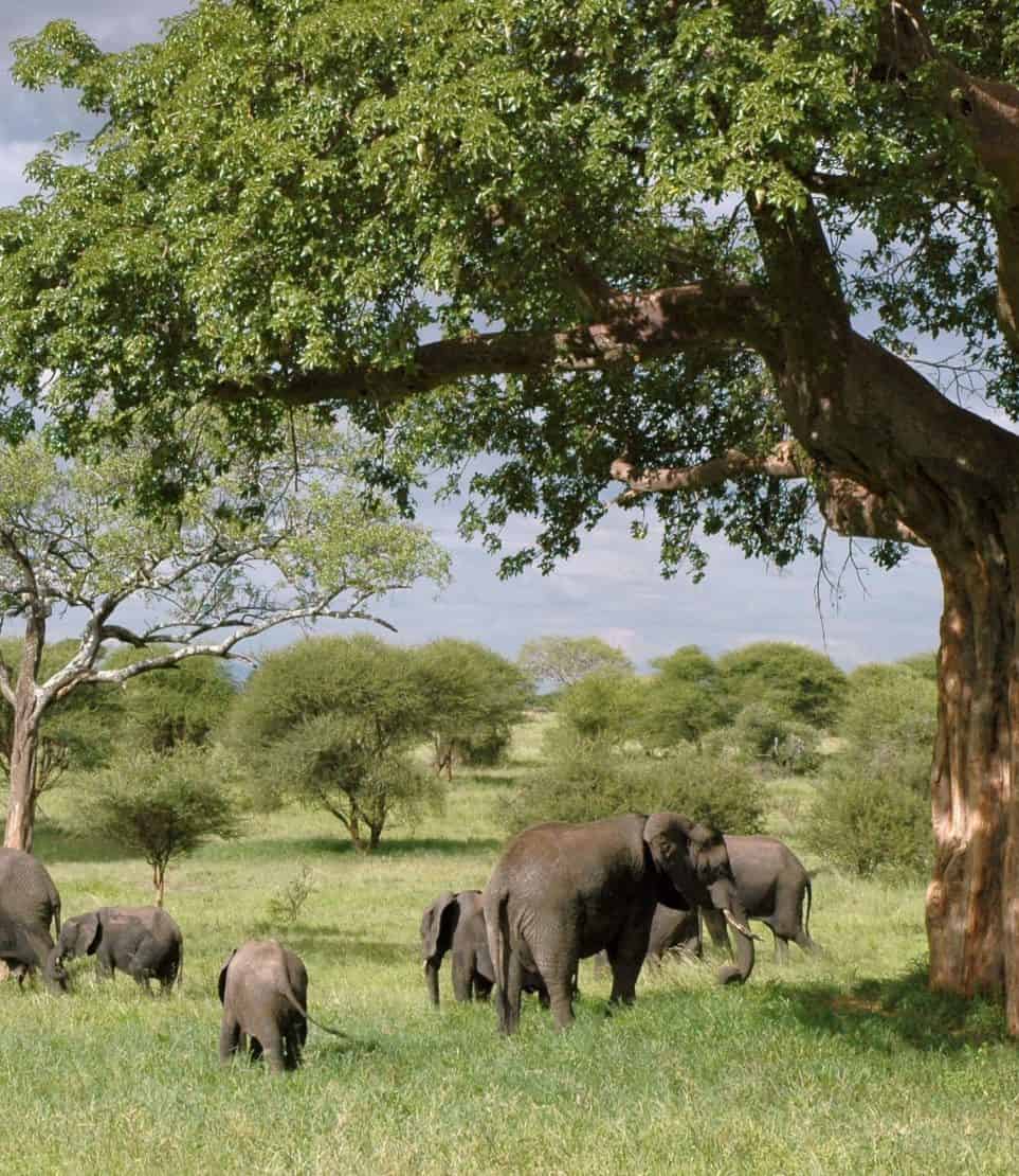 A herd of elephants in the Serengeti National Park on a safari in Tanzania