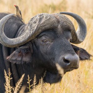A Cape Buffalo in Ngorongoro Crater in Tanzania