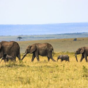 A herd of elephants walking across the Serengeti plain in Tanzania