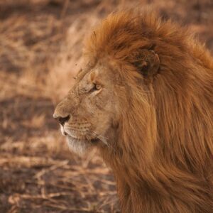 A male lion in Ruaha National Park in Tanzania