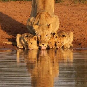 A lioness and her cubs at a watering hole in the Serengeti National Park during dry season in Tanzania