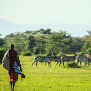 Zebras and Maasai man in Ngorongoro Crater