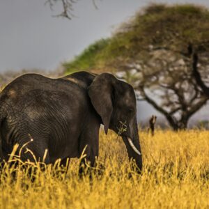 An elephant in savannah grassland at Mikumi National Park in Tanzania