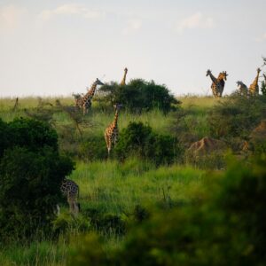 Giraffes at Mikumi National Park in Tanzania