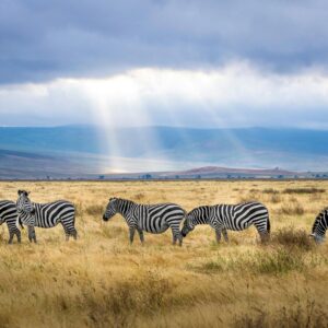 A herd of zebras at Ngorongoro Crater in Tanzania
