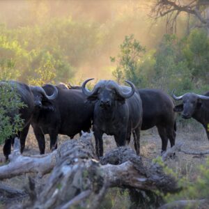African buffalo herd in the Serengeti National Park in Tanzania