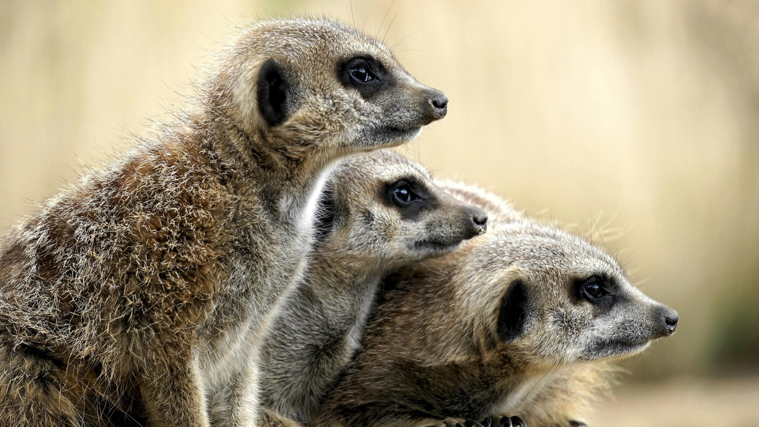 Meerkats Serengeti Meerkats Serengeti
