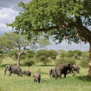 Heard of elephants in Miombo woodland landscape in Mikumi National Park in Tanzania