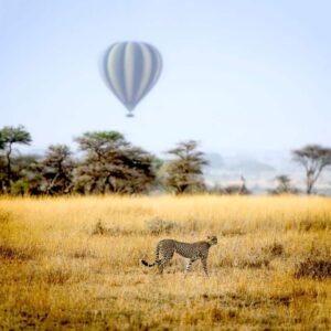 Cheetah in the Serengeti with balloon tour in background