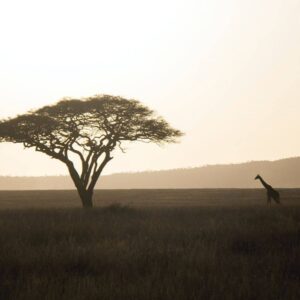 Giraffe and acacia at sunset