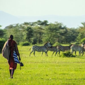 A Maasai man watching zebras in Ngorongoro
