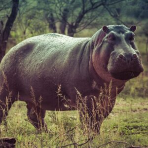 A hippo in Lake Manyara National Park