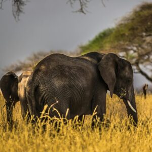 An elephant in Tarangire National Park