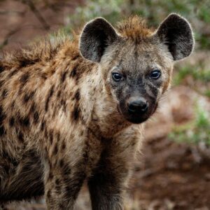Spotted hyena Serengeti