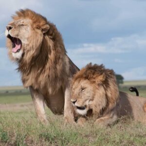 Serengeti male lions