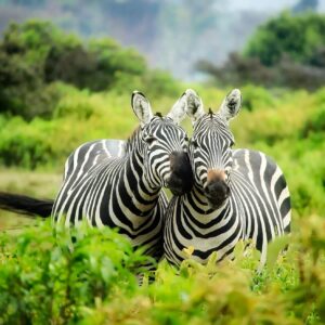 Zebras in Mikumi