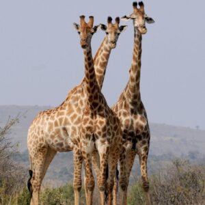 Giraffe in Ruaha National Park
