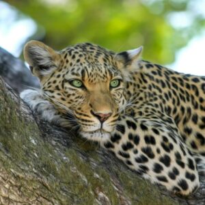 A leopard in a tree in the Serengeti