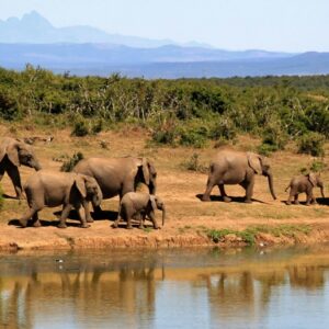 A herd of elephants at a watering hole in Mikumi National Park