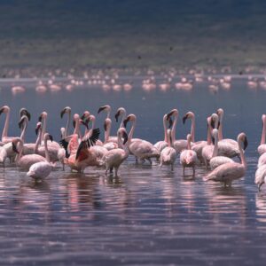 Flock of flamingos in Lake Natron, Tanzania